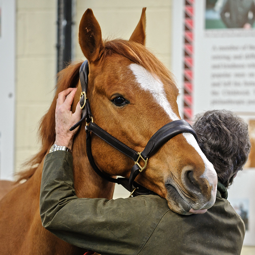 Over 25 Years of Veterinary Acupuncture